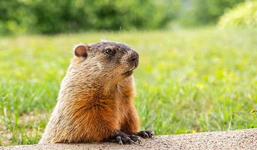Groundhog control in Kansas City