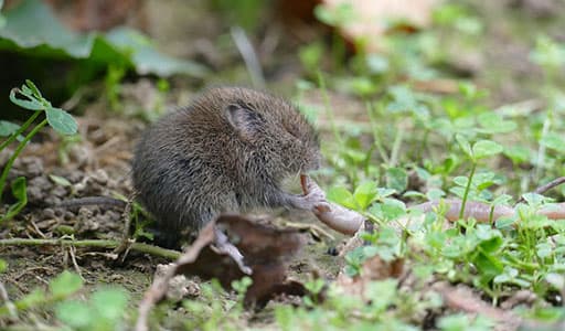 Vole control in Kansas City